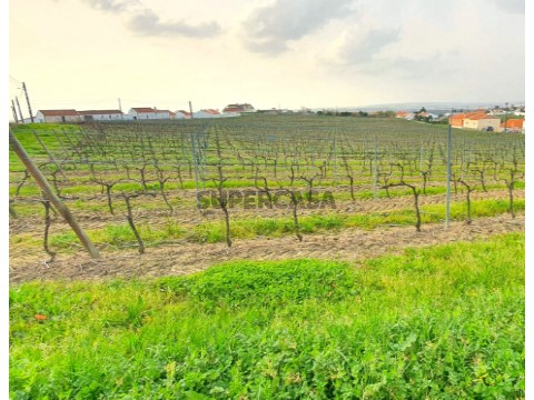 Terreno Rústico em Gaeiras, Óbidos