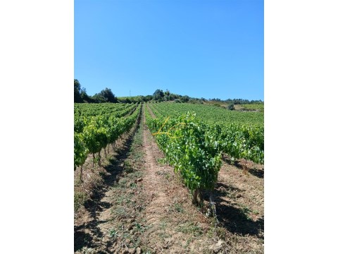Terreno em Vila Verde dos Francos, Alenquer