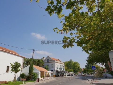 Arvores-Azeitao-Portugal--Viaje-Comigo