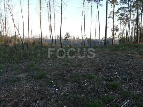 Terreno para loteamento Aveiro - Nariz