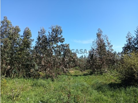 Terreno com 22.50m de frente para moradia - Alquerubim / Albergaria-a-Velha