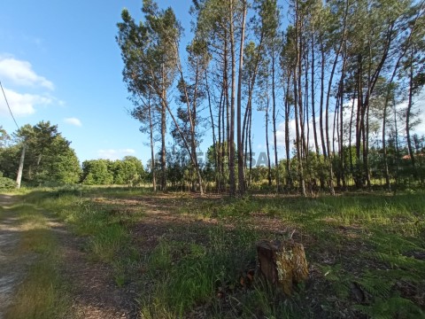 Terreno em Bodiosa, Viseu