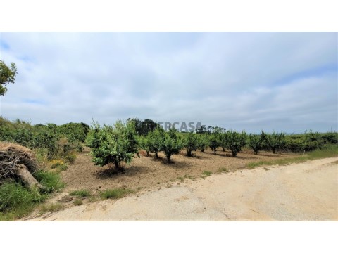 Terreno Baraçais - Bombarral (9)