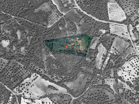 Terreno em Olaia e Paço, Torres Novas