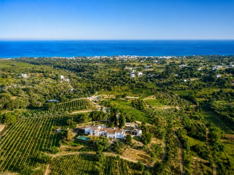 vineyard algarve wine