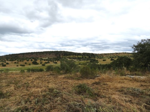 Terreno