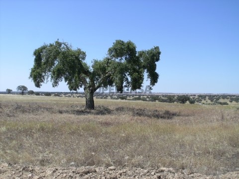 Part of the land