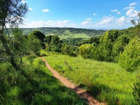 Herdade 43,5ha com ruinas e projeto aprovado, Serra da Arrábida, Setubal (13)