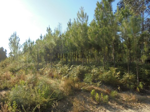 Terreno em Oliveira do Bairro, Oliveira do Bairro