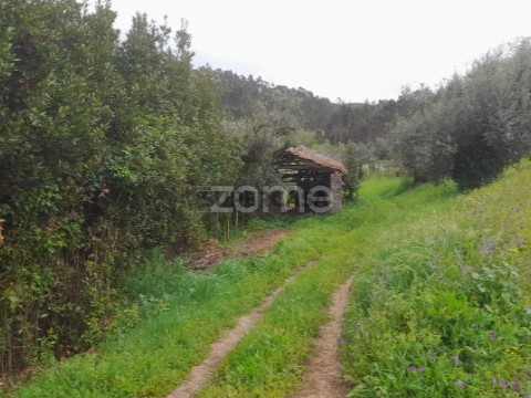 Terreno