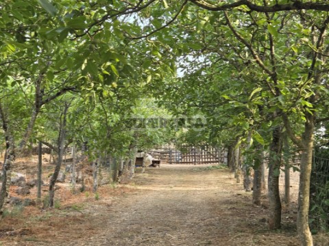 Entrada