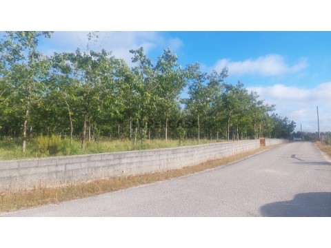 Terreno 7000m2 | Meirinhas | Carvalhos