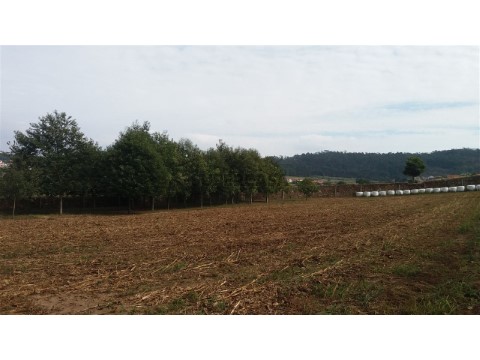 Terreno em Milhazes, Vilar de Figos e Faria, Barcelos