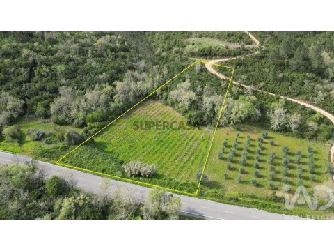 Lote em Podentes, Penela