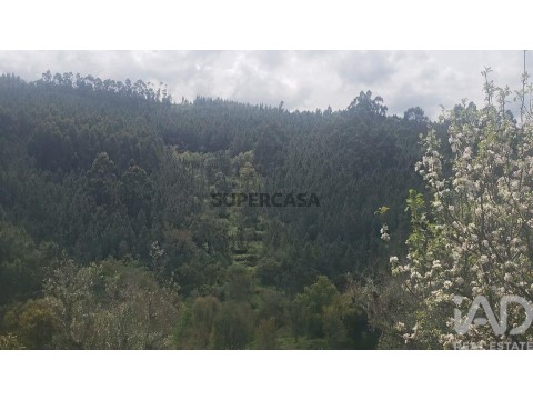 Lote em Cardigos, Mação