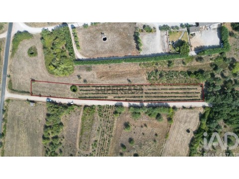 Lote em Cumeeira, Penela