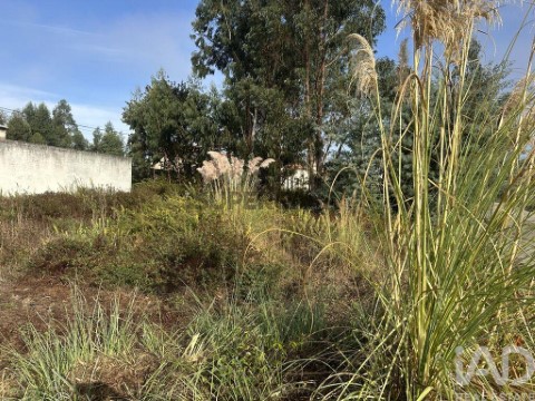 Lote em Requeixo, Nossa Senhora de Fátima e Nariz, Aveiro