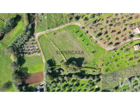 Lote em Podentes, Penela