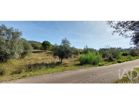 Lote em Colmeias e Memória, Leiria