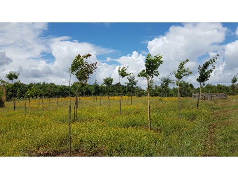 terreno 3