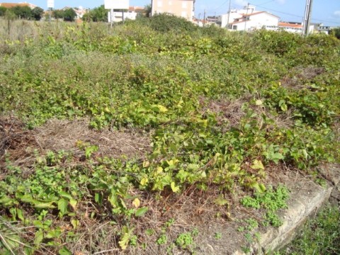 terreno (2)