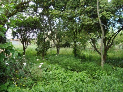 Terreno (10)
