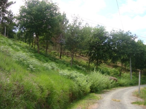 terreno (1)