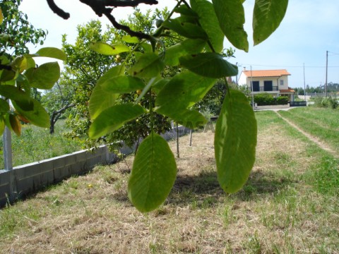 Terreno (1)