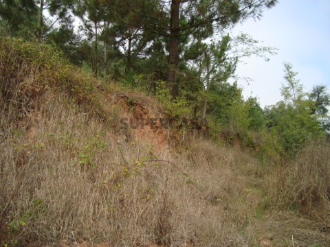 Terreno (2)