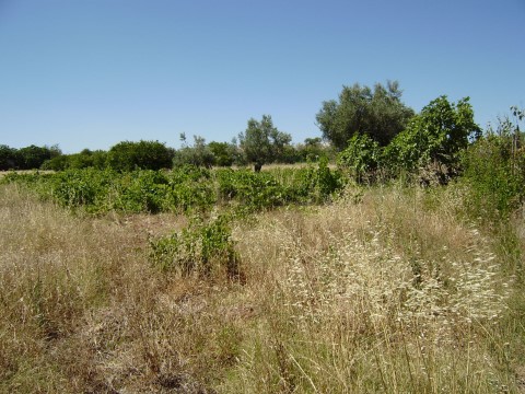 Terreno com ruína, Loulé