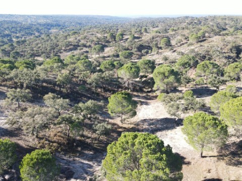 Terreno em Galveias