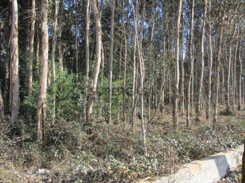 Terreno
