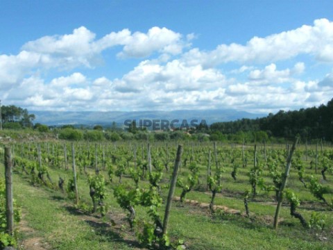 Terreno em Covões e Camarneira, Cantanhede