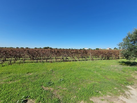 Vinha com 3,6 ha em Reguengos de Monsaraz