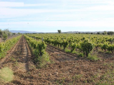 Herdade com 20 ha junto da Vila de Redondo