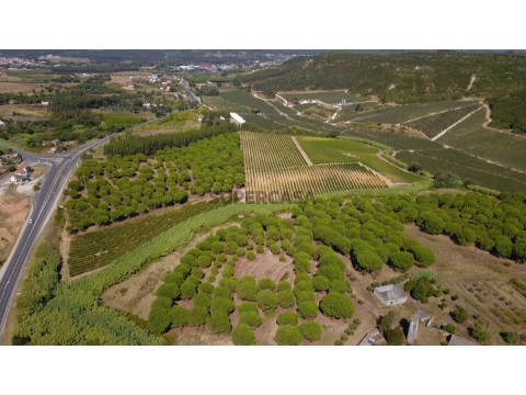 Vinha Serra Montejunto