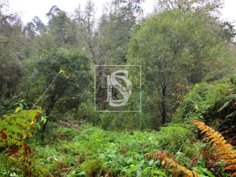 Quinta T0 em Paredes de Coura e Resende, Paredes de Coura