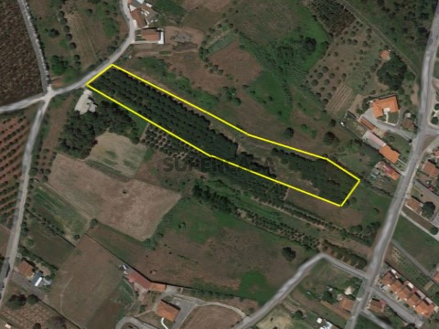 terreno2
