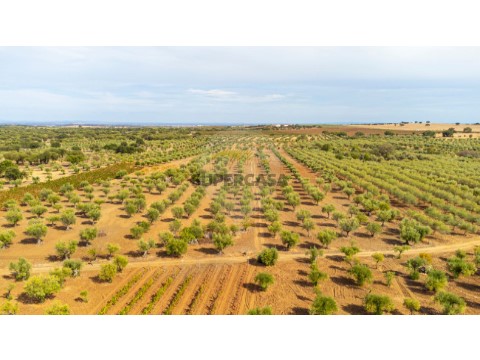 Grundstück auf Campo e Campinho, Reguengos de Monsaraz