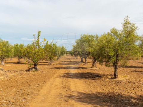 Grundstück auf Campo e Campinho, Reguengos de Monsaraz
