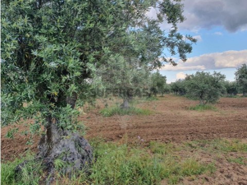 Terreno em Campo e Campinho, Reguengos de Monsaraz