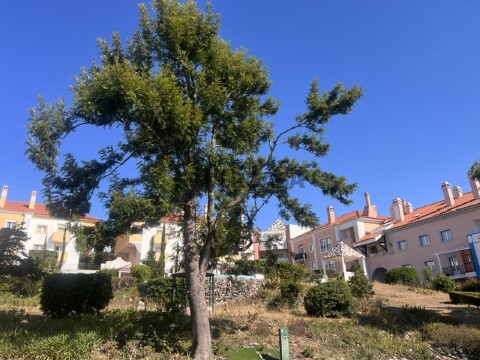 Beloura