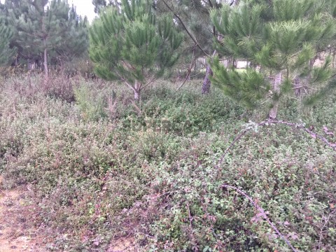 Terreno em Palhaça, Oliveira do Bairro