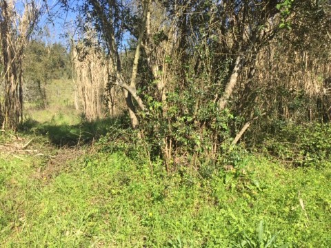 Terreno em Tamengos, Aguim e Óis do Bairro, Anadia