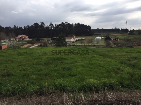 Terreno em Bustos, Troviscal e Mamarrosa, Oliveira do Bairro