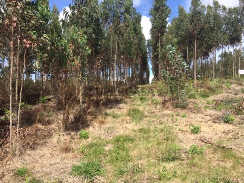 Terreno em Palhaça, Oliveira do Bairro