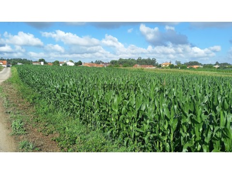 Terreno em Oiã, Oliveira do Bairro