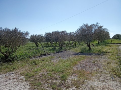 Terreno