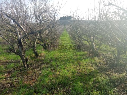 Terreno
