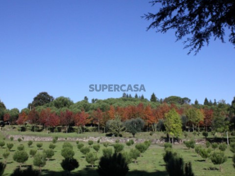 Income generating Pine and Walnut Plantation, with possibility of construction.